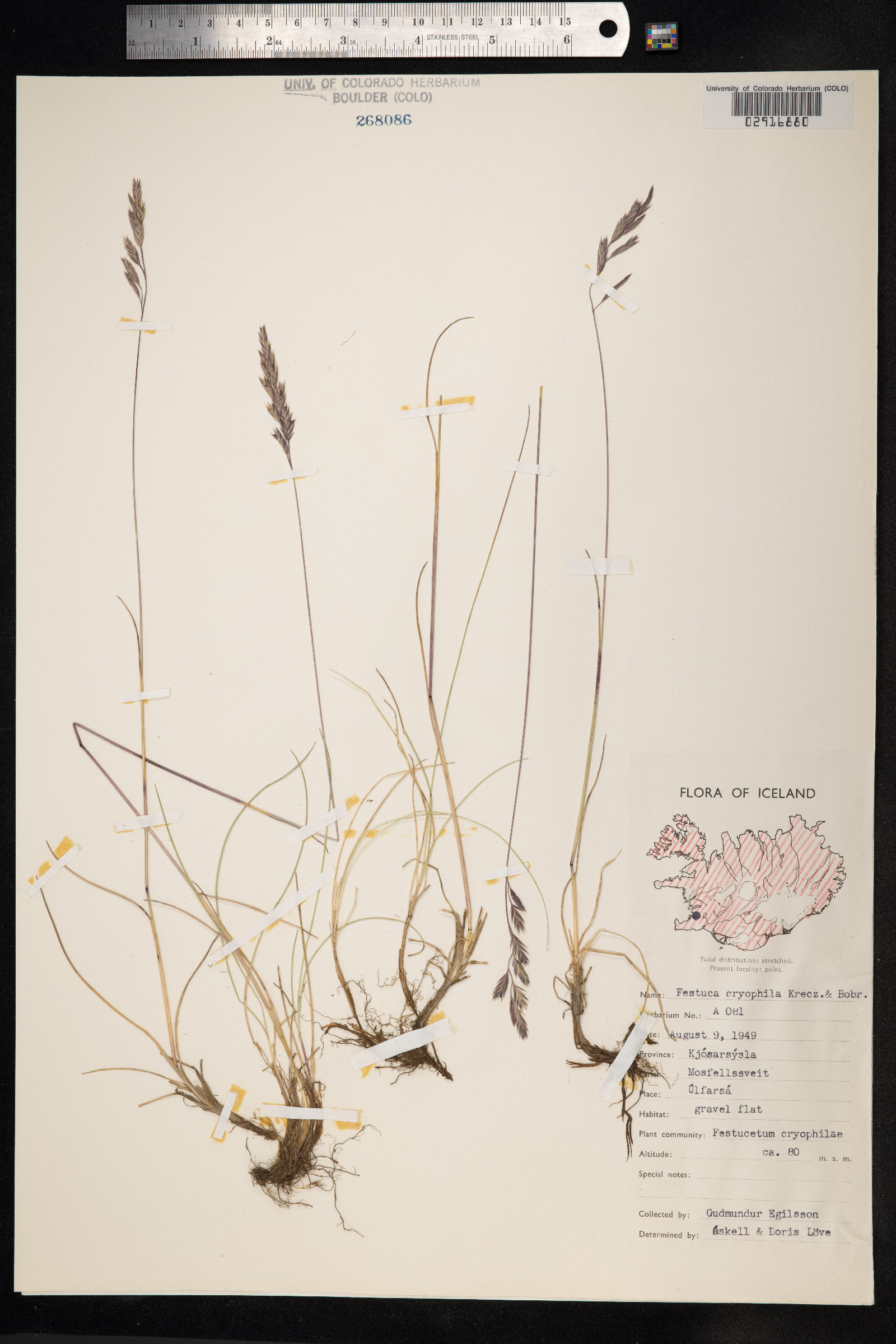 Festuca rubra image