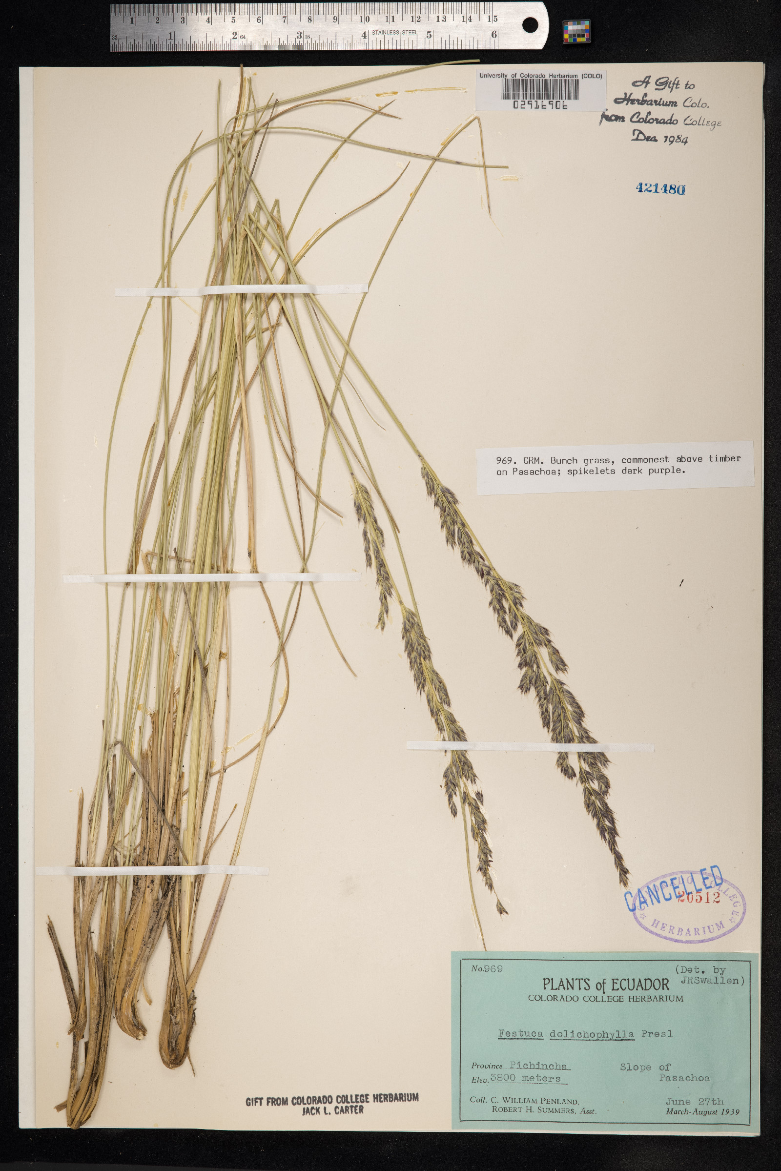 Festuca dolichophylla image