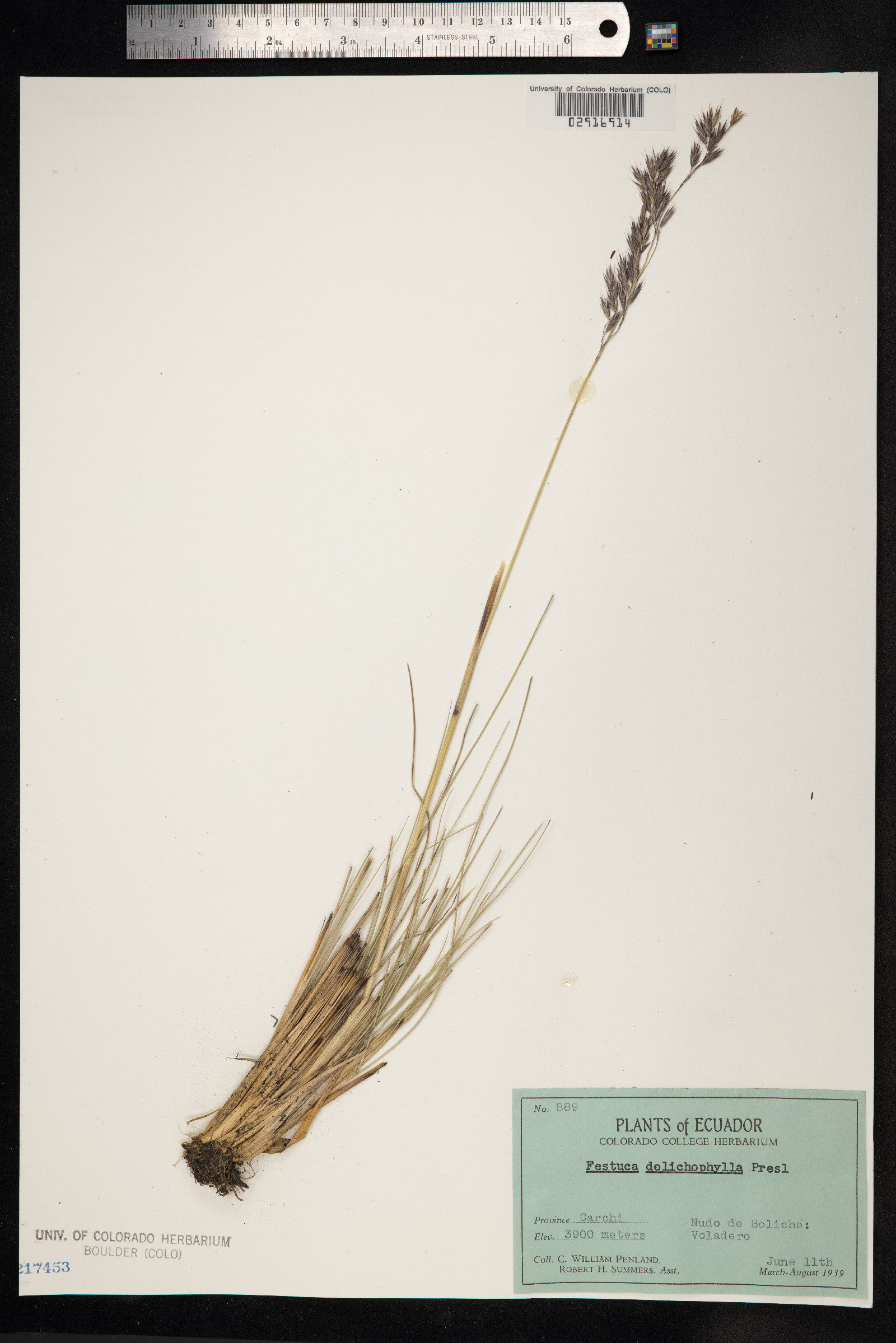 Festuca dolichophylla image