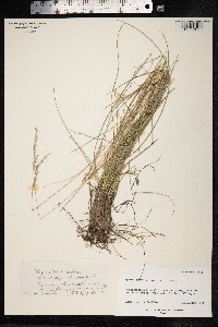 Festuca rubra image