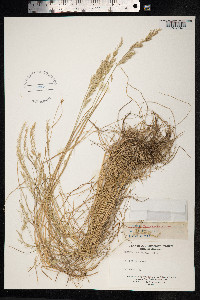 Festuca rubra image
