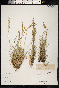 Festuca rubra image