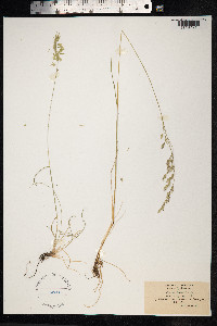 Festuca rubra image