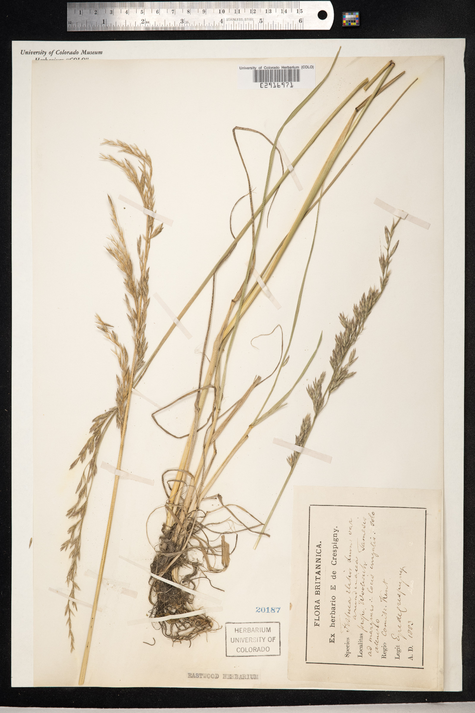 Schedonorus image