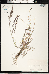 Schedonorus pratensis image