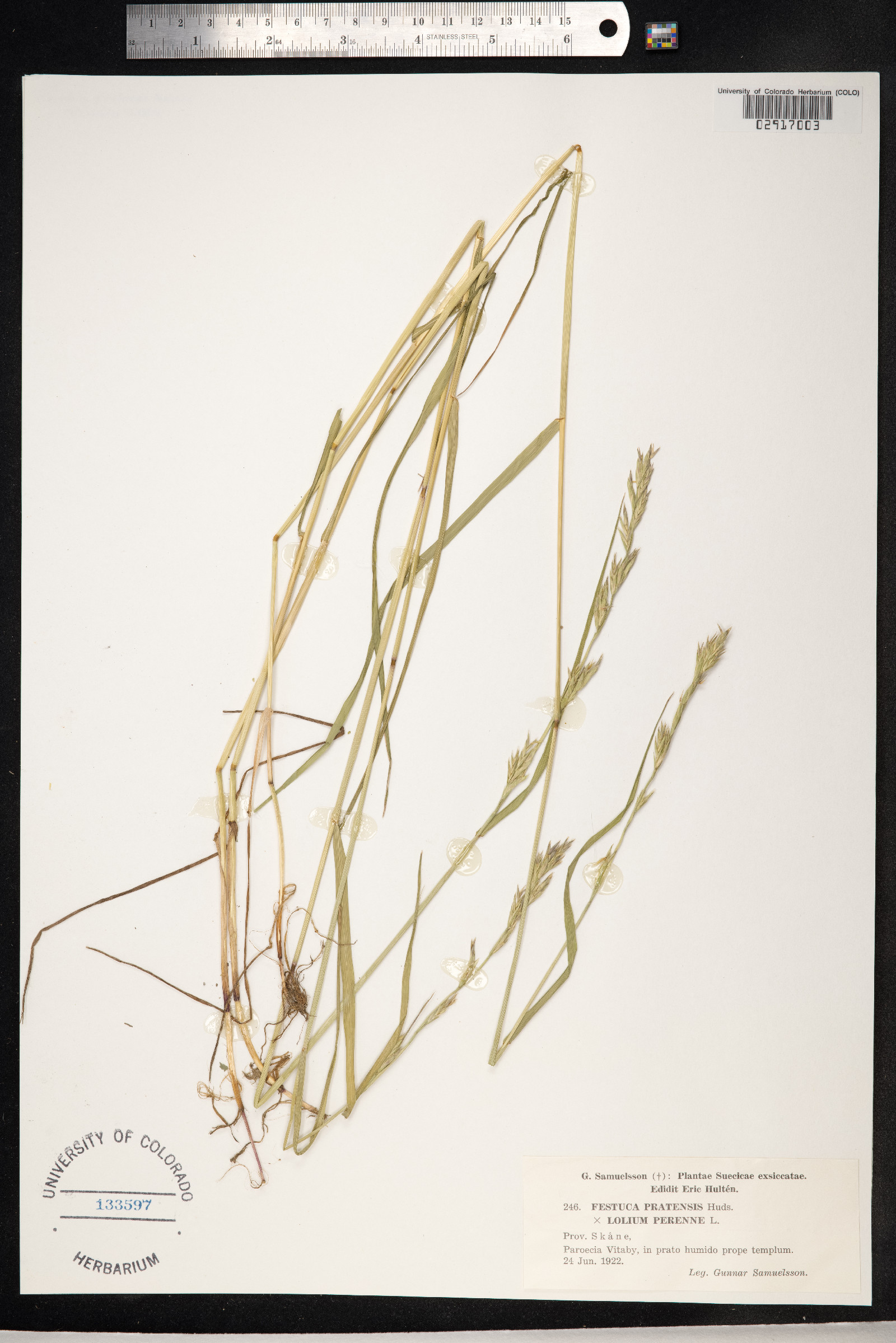 Schedonorus pratensis image