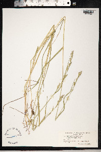 Schedonorus pratensis image