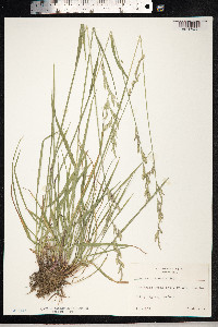 Schedonorus pratensis image