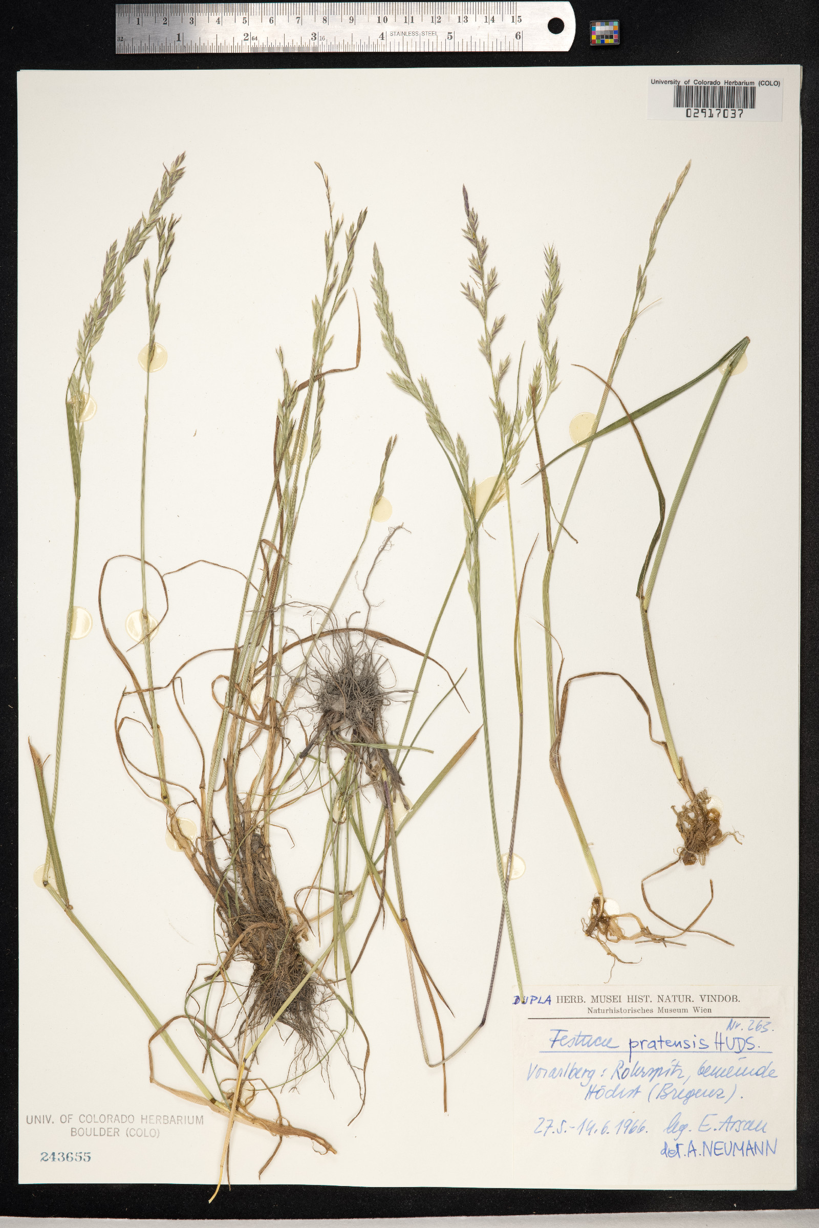 Schedonorus pratensis image