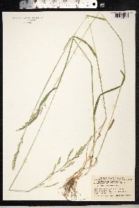 Schedonorus pratensis image