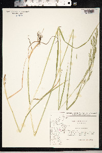 Schedonorus pratensis image