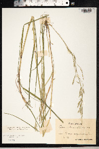 Schedonorus pratensis image