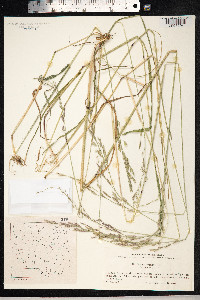 Schedonorus pratensis image