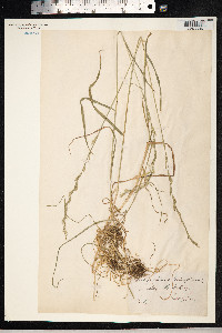 Schedonorus pratensis image