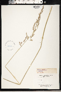 Schedonorus pratensis image