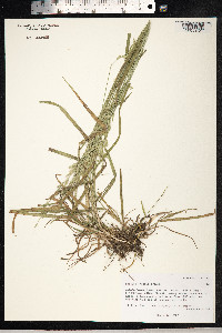 Schedonorus pratensis image