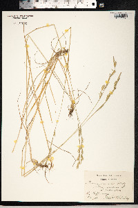 Schedonorus pratensis image
