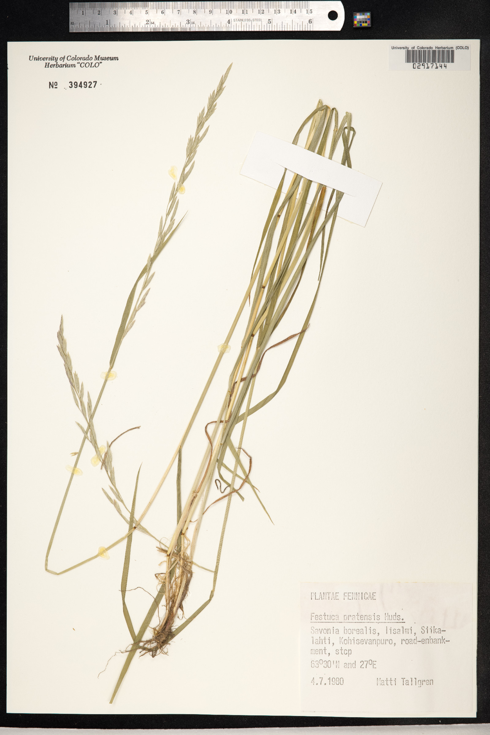 Schedonorus pratensis image