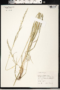 Schedonorus pratensis image