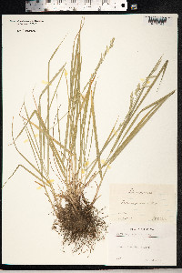 Schedonorus pratensis image