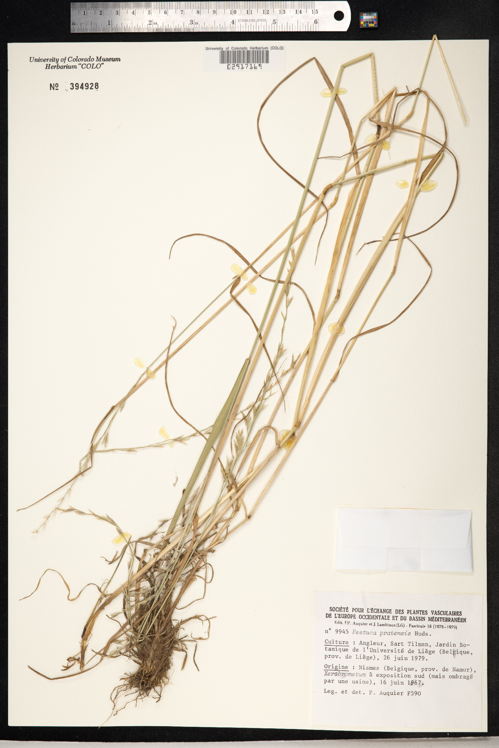 Schedonorus pratensis image