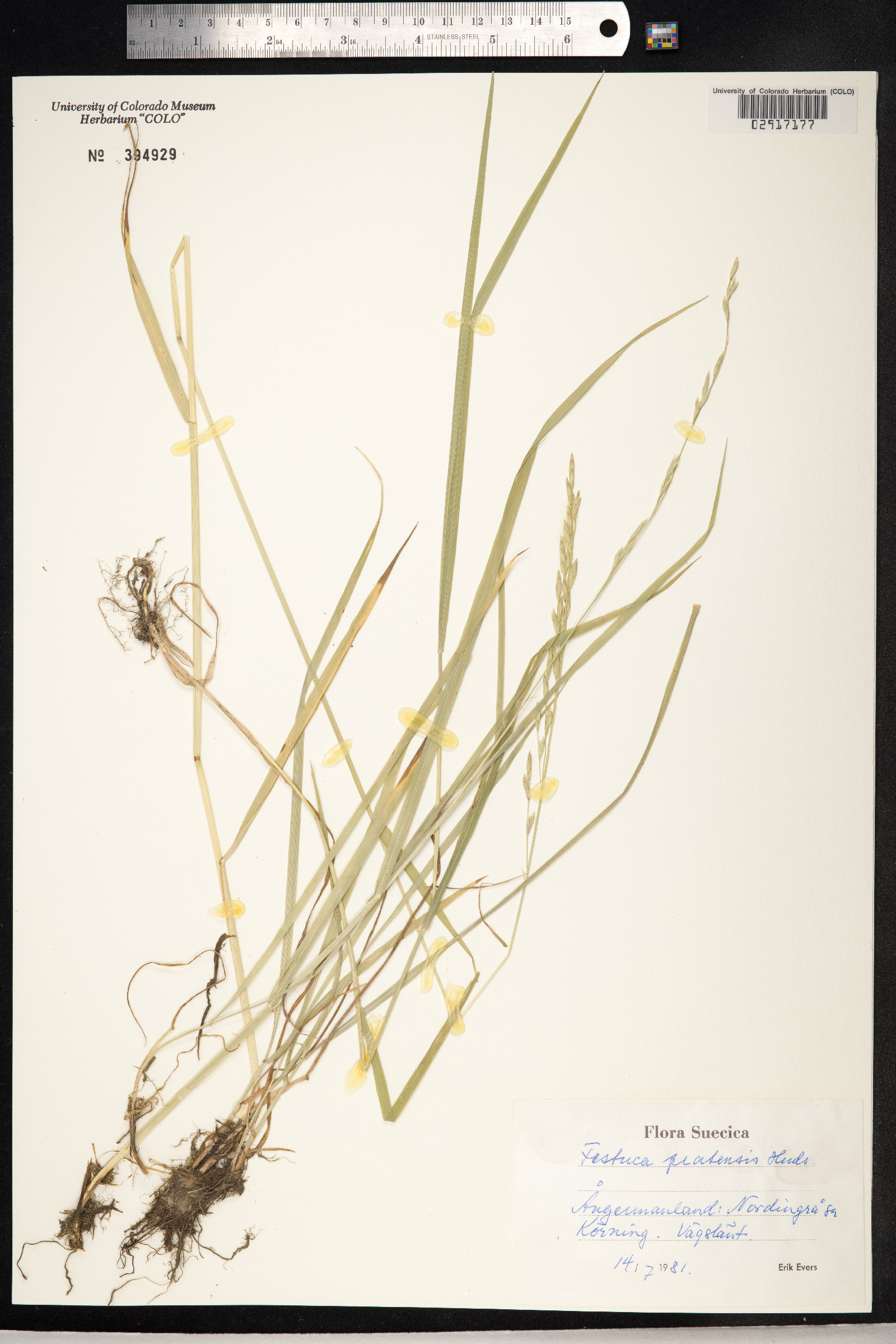Schedonorus pratensis image