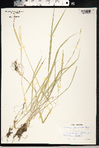 Schedonorus pratensis image