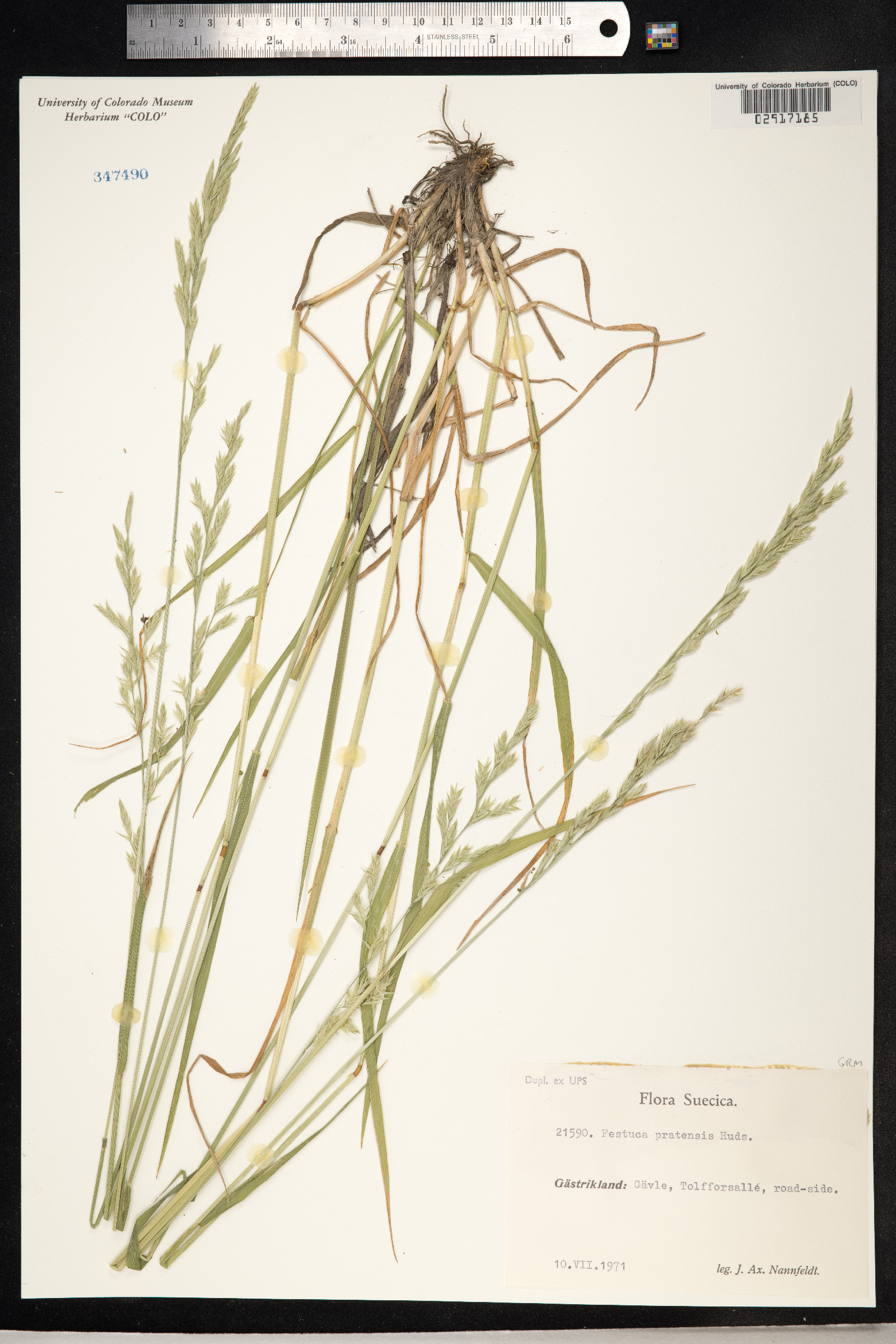 Schedonorus pratensis image