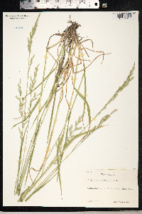 Schedonorus pratensis image