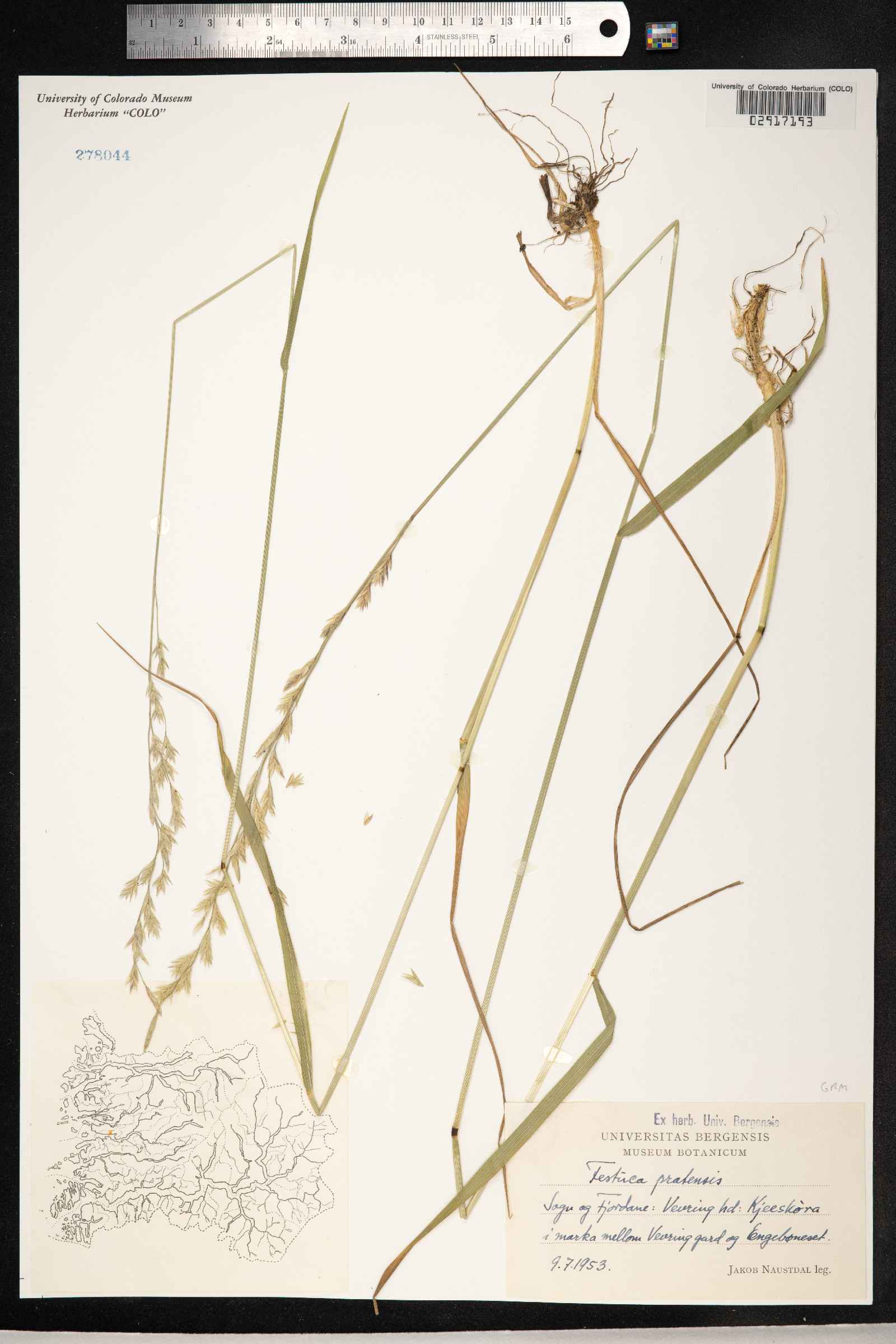 Schedonorus pratensis image