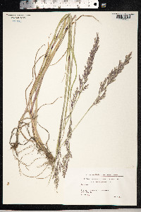 Schedonorus pratensis image