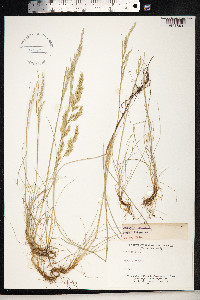 Festuca rubra image