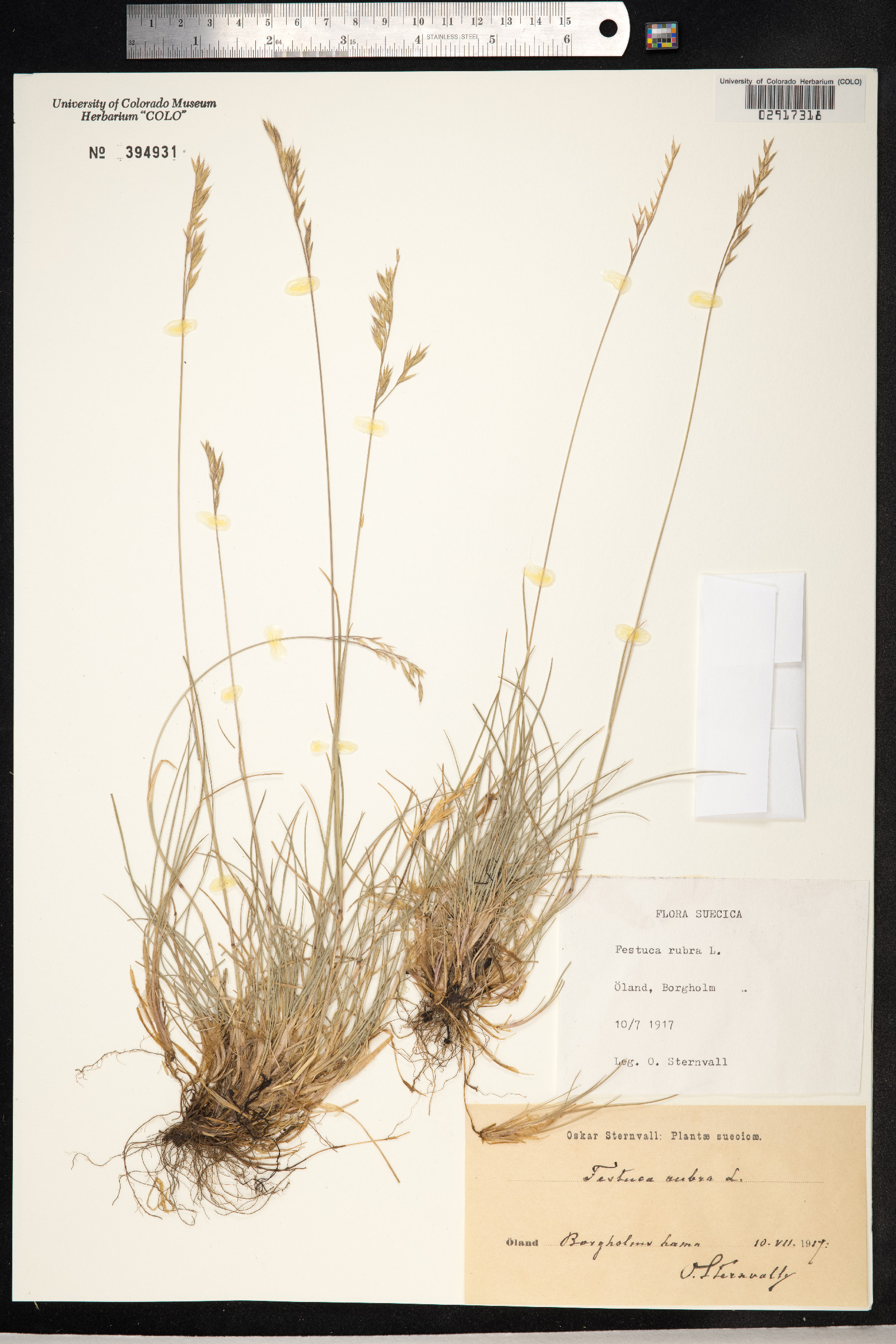 Festuca rubra image