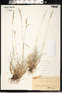 Festuca rubra image
