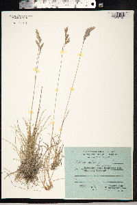 Festuca rubra image
