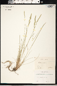 Festuca rubra image
