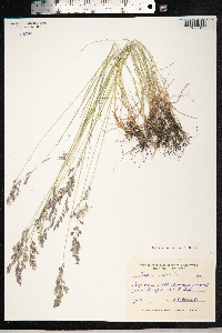 Festuca rubra image