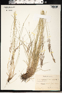 Festuca rubra image