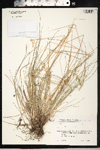Festuca rubra image