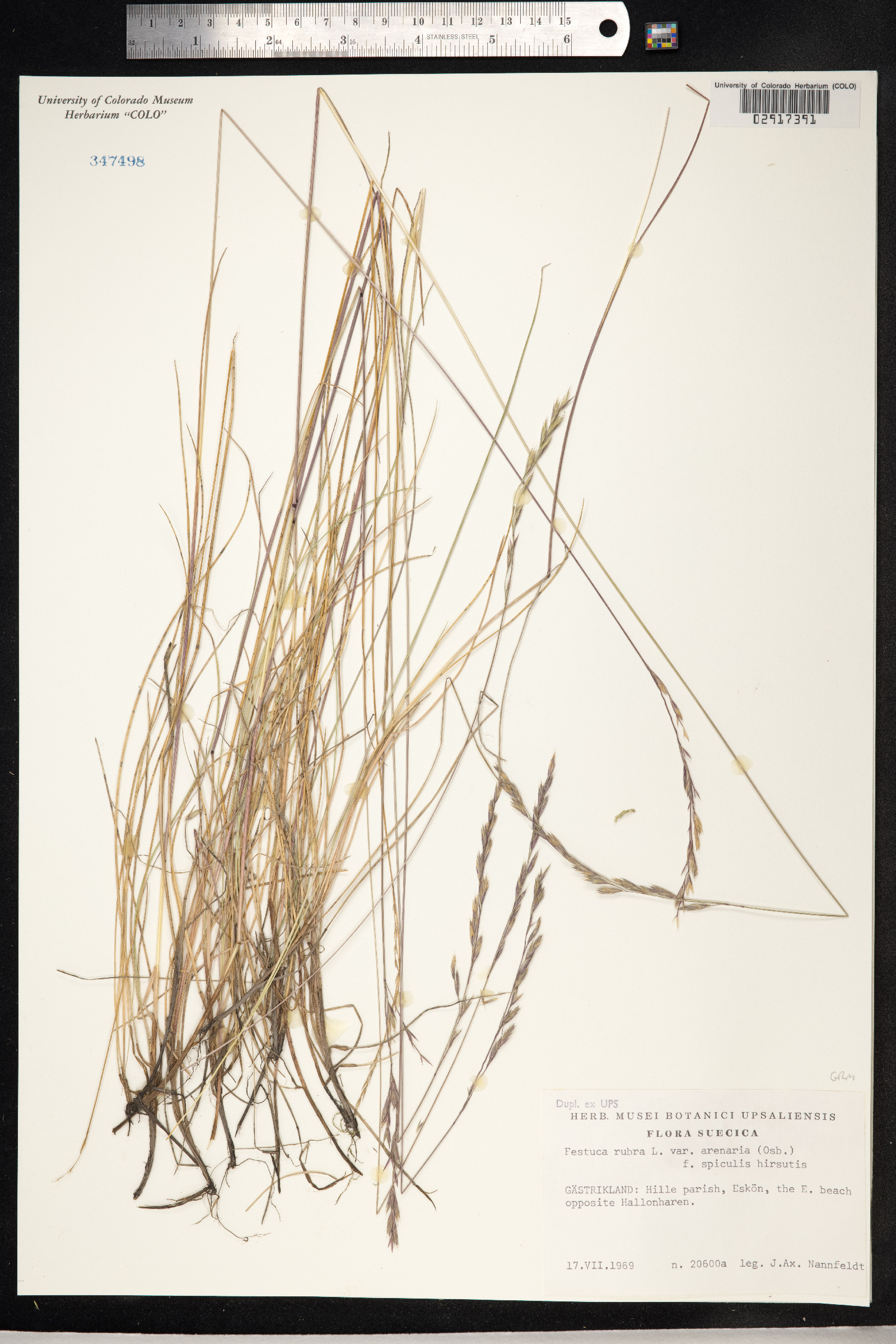 Festuca image