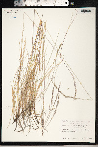 Festuca rubra image