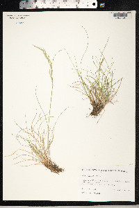 Festuca rubra image