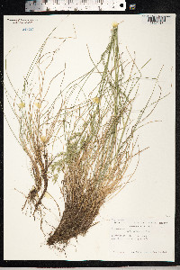 Festuca rubra image