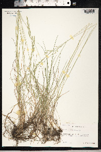 Festuca rubra image