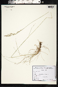 Festuca rubra image