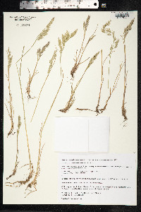 Festuca rubra image