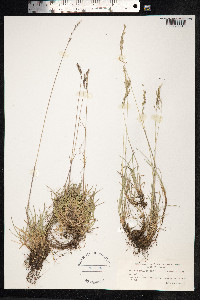 Festuca rubra image