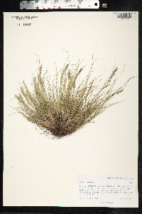 Festuca rubra image