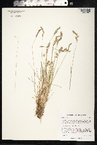 Festuca rubra image