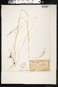 Festuca rubra image